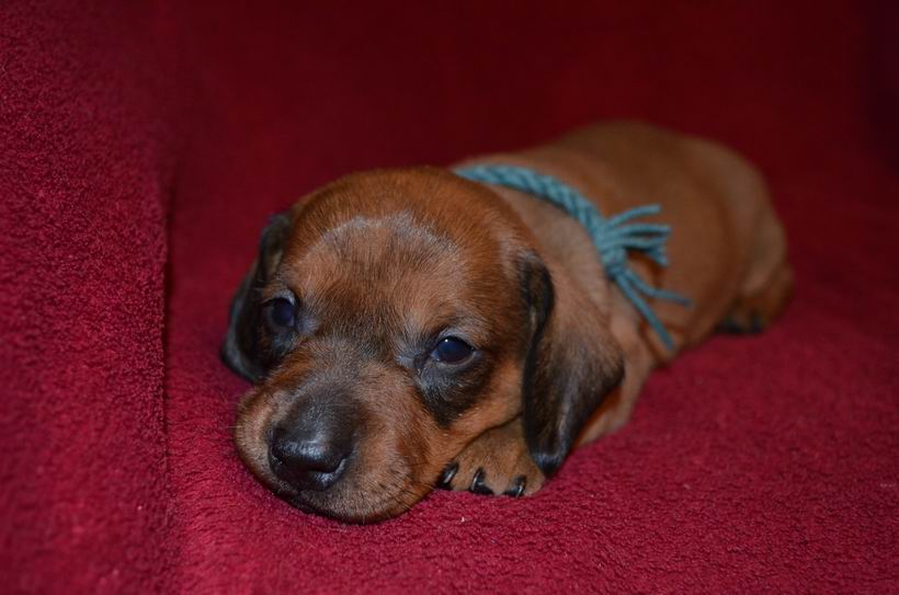 Jezevčík