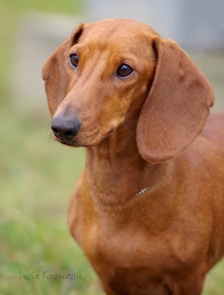 Jezevčík